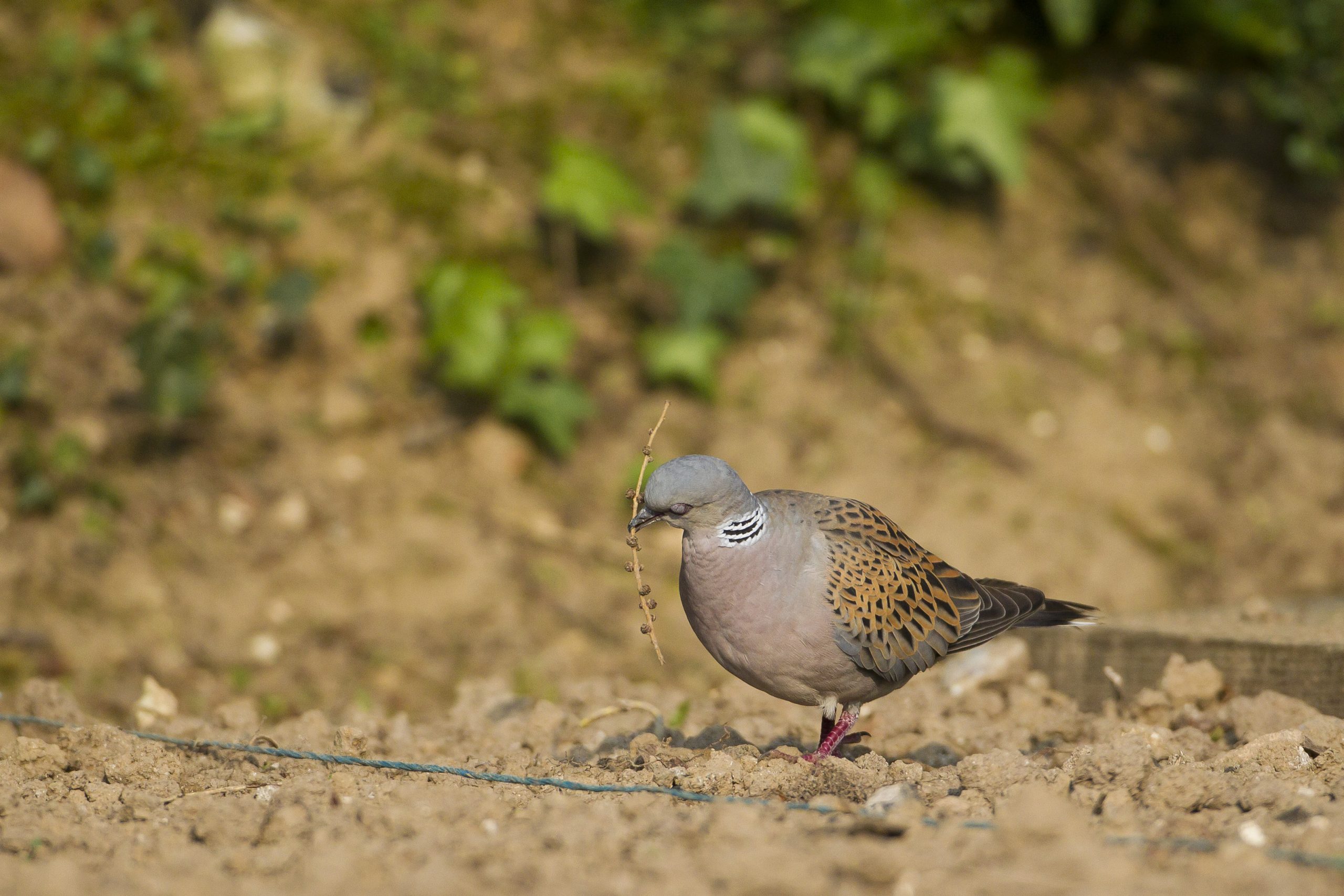 Tourterelle des bois _ Dominique GEST