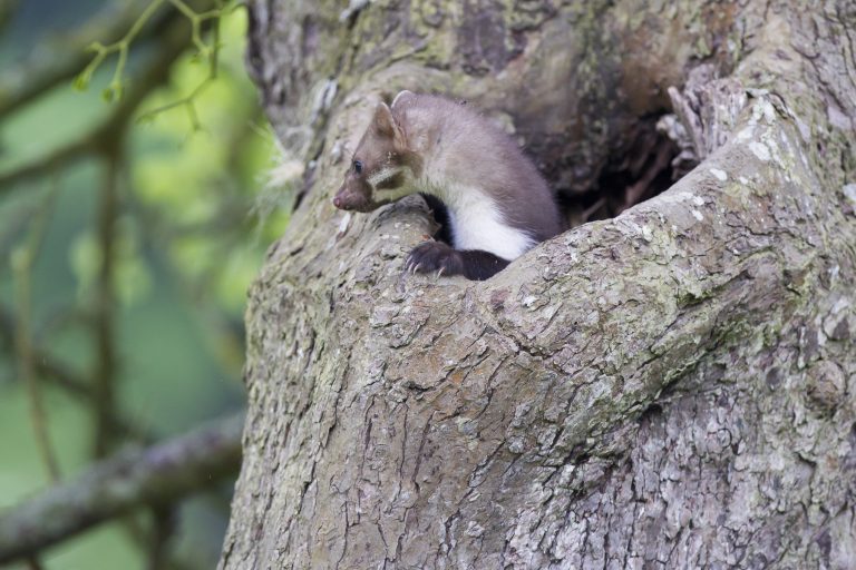 Fouine - Dominique GEST