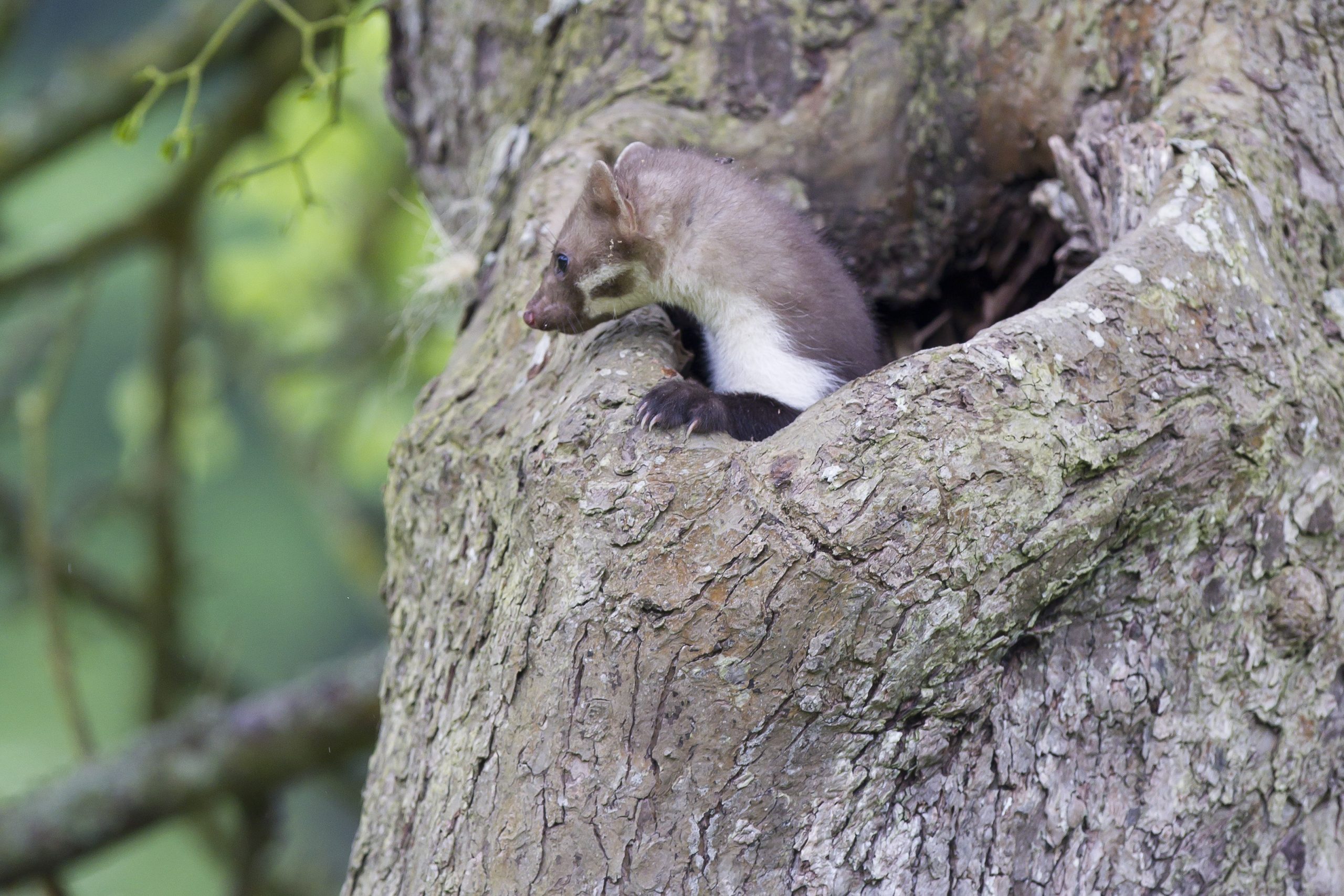 Fouine - Dominique GEST