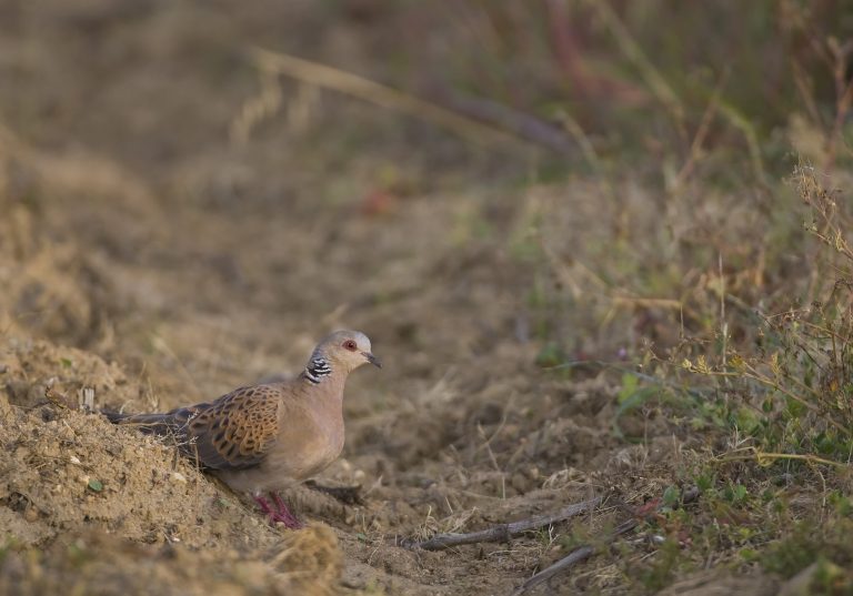 Tourterelle des bois
