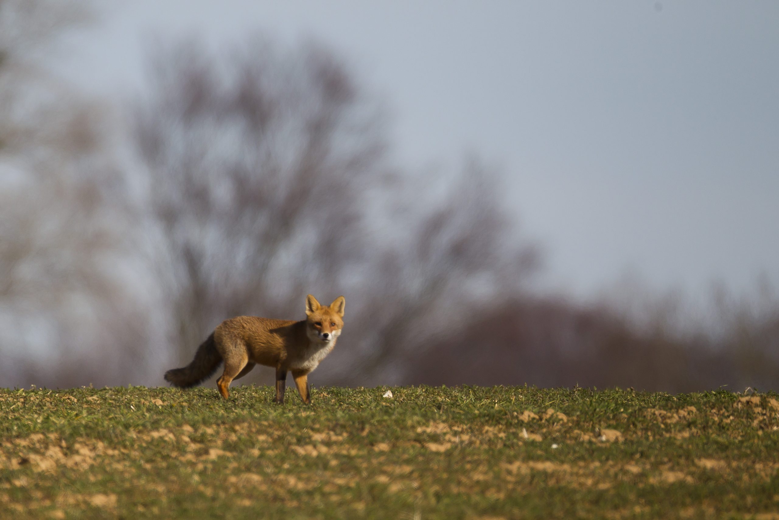 Renard roux - Dominique GEST